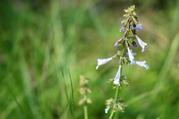 Wildflowers