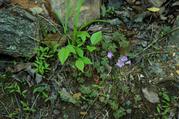 Wildflowers